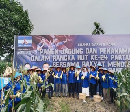 Partai Demokrat Riau merayakan ulang tahun ke-24 dengan panen jagung. (Foto: Mimi Purwanti)