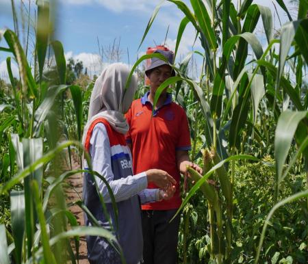 Ketua Kelompok Tani Tuah Jaya, Edi, memperlihatkan kebun jagung milik kelompok yang tumbuh subur di lahan mereka. Kebun ini merupakan hasil kerja sama kelompok Tuah Jaya dan Pertamina Dumai (foto/bambang)