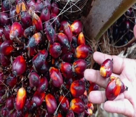 Ilustrasi harga kelapa sawit mitra swadaya terus naik pekan ini (foto/ist)