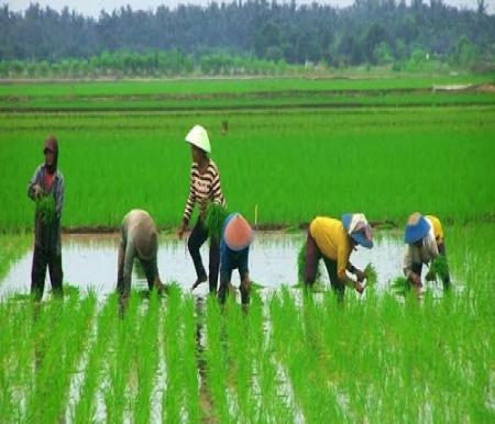 Sawah di Riau.(ilustrasi/int)