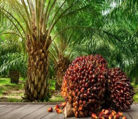Ilustrasi sawit. (Foto: int)
