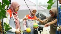 KWT Srikandi Wonosari panen melon hidroponik.(foto: andi/halloriau.com)