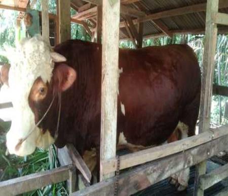Sapi kurban bantuan Presiden Republik Indonesia, Prabowo Subianto untuk Provinsi Riau. (Foto: Sri Wahyuni)