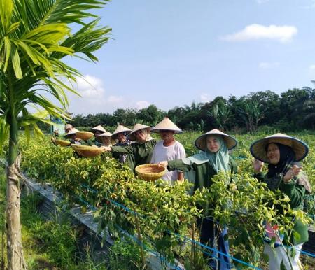Kelompok Tani Mekarsari budidaya Hortikultura dengan pendampingan PT Kimia Tirta Utama.