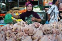 Pedagang ayam Pekanbaru.(ilustrasi/int)