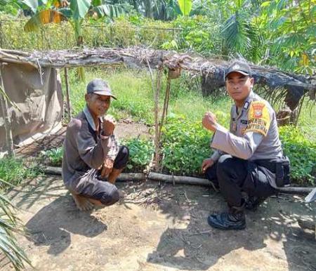 Polsek Simpang Kanan kembali melaksanakan pengecekan berkala terhadap program Pekarangan Bergizi milik warga di Bukit Damar. (Foto: Afrizal)