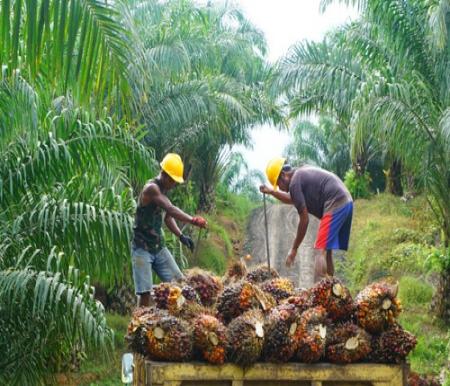 Harga TBS sawit mitra plasma di Riau pekan ini naik.(ilustrasi/int)