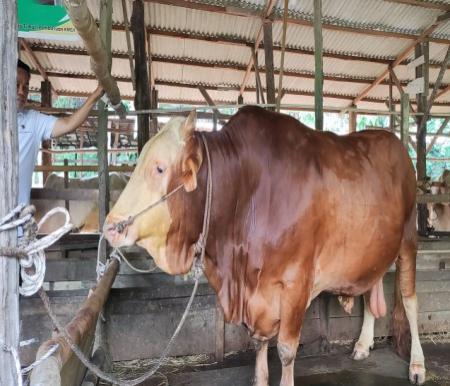 Seleksi ketat sapi kurban Presiden Prabowo, DPKH Riau pastikan standar nasional terpenuhi (foto/ist)