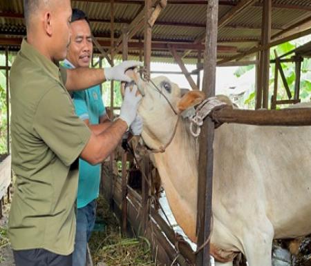 Petugas dari Distankan Pekanbaru memeriksa kesehatan sapi kurban (foto/int)