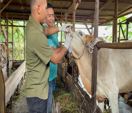 Ilustrasi target vaksinasi hewan 65.900 dosis di Riau, Pekanbaru dan Kampar tertinggi realisasinya (foto/int)